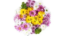 Darling Daisies Flower Bouquet (12 ct)