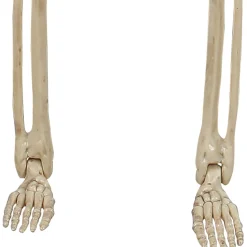 Miniature Realistic Hanging Skeleton, 16in
