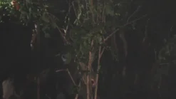 Motion Werewolf Mask