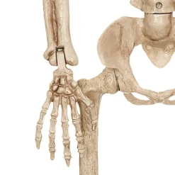 Realistic Hanging Skeleton, 3ft - Halloween Decoration